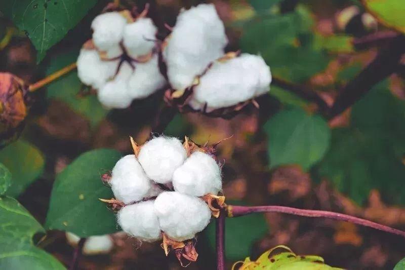 YY易游m6米乐医纺